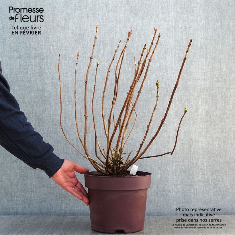 Hortensia macrophylla Xian - Hydrangea Maceta 7,5L/10L Ejemplar entregado en invierno