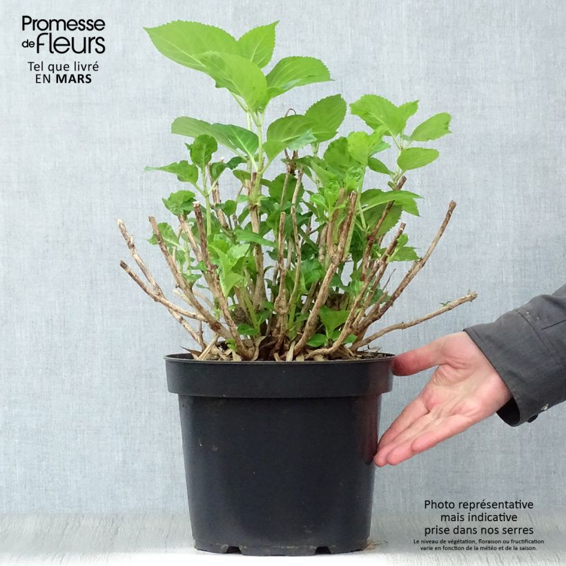 Hortensia macrophylla Xian - Hydrangea Maceta 7,5L/10L Ejemplar entregado en la primavera