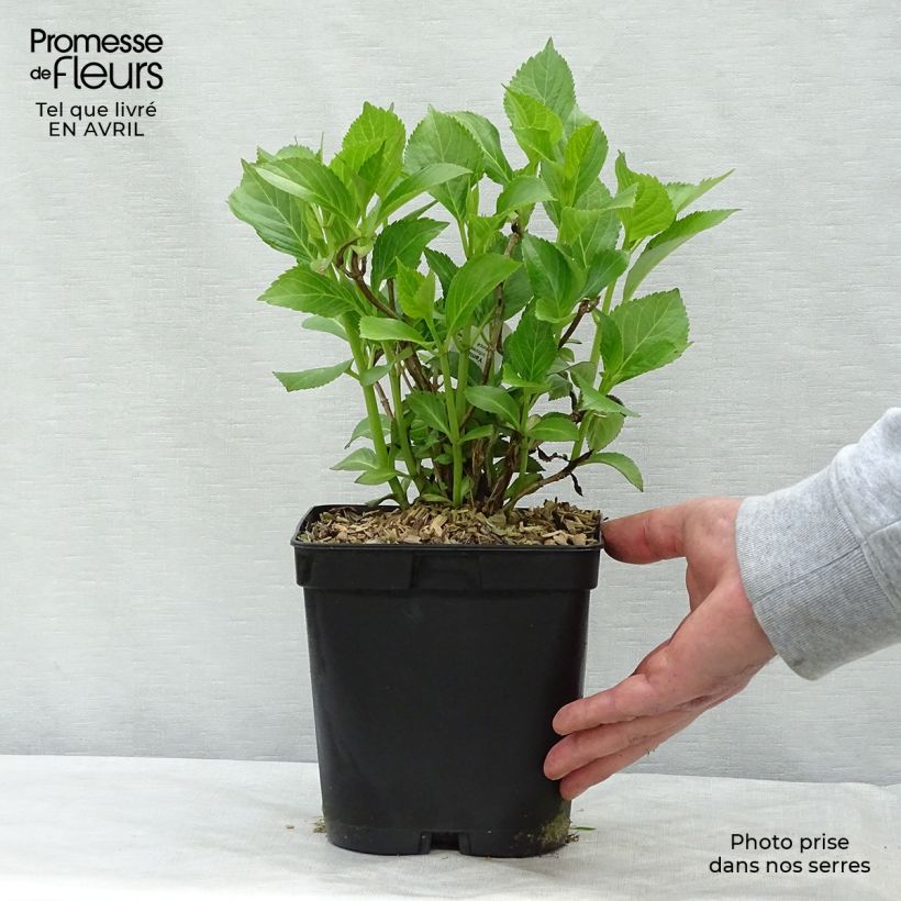 Hortensia macrophylla Yamato - Hydrangea Maceta 2L/3L Ejemplar entregado en la primavera