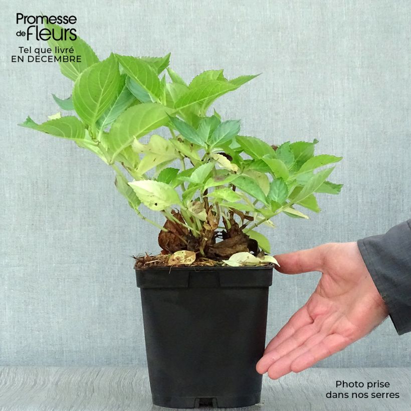 Hortensia macrophylla Yamato - Hydrangea Maceta 2L/3L Ejemplar entregado en invierno