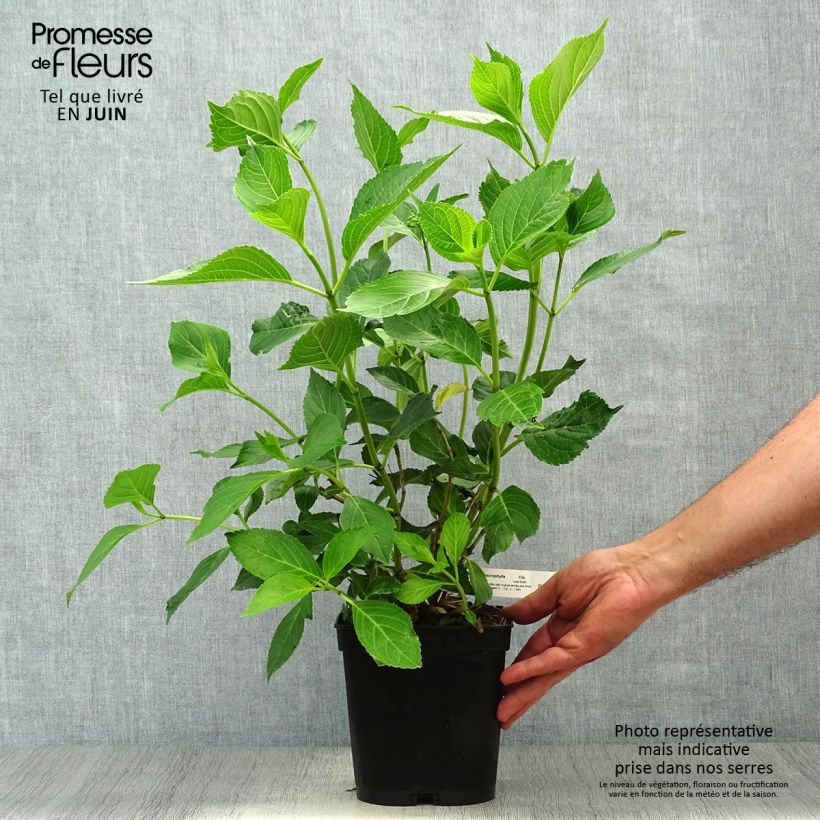 Ejemplar de Hortensia macrophylla Yamato - Hydrangea Maceta 2L/3L entregado en verano