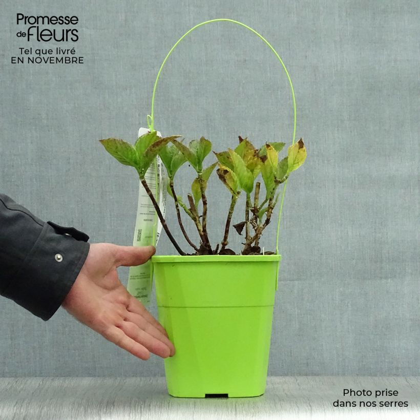 Ejemplar de Hortensia macrophylla You and Me Together - Hydrangea Maceta 3L/4L entregado en otoño