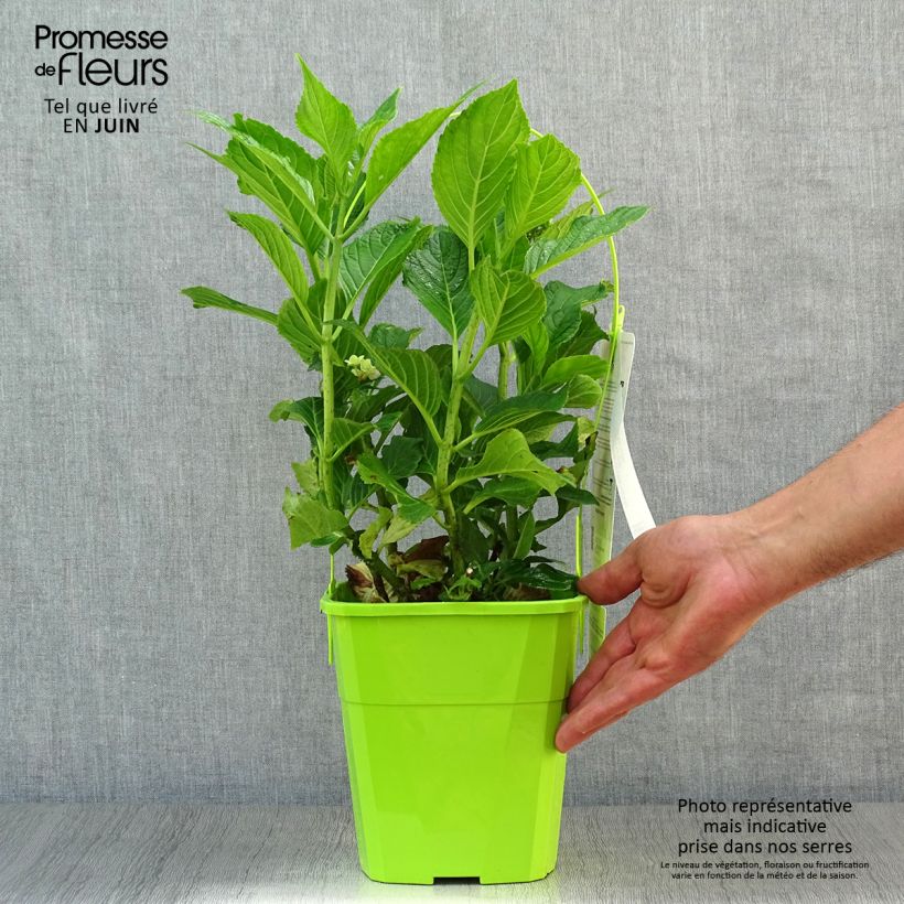 Ejemplar de Hortensia macrophylla You and Me Together - Hydrangea Maceta 3L/4L entregado en verano