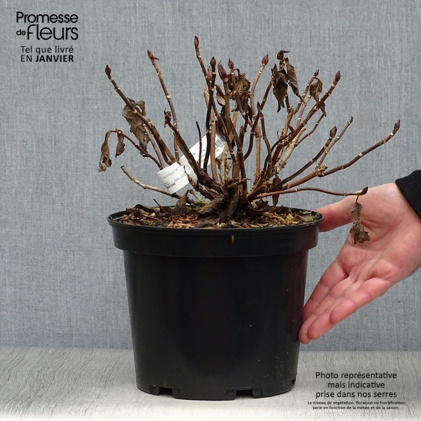 Hortensia macrophylla You and Me Together - Hydrangea Maceta 3L/4L Ejemplar entregado en invierno