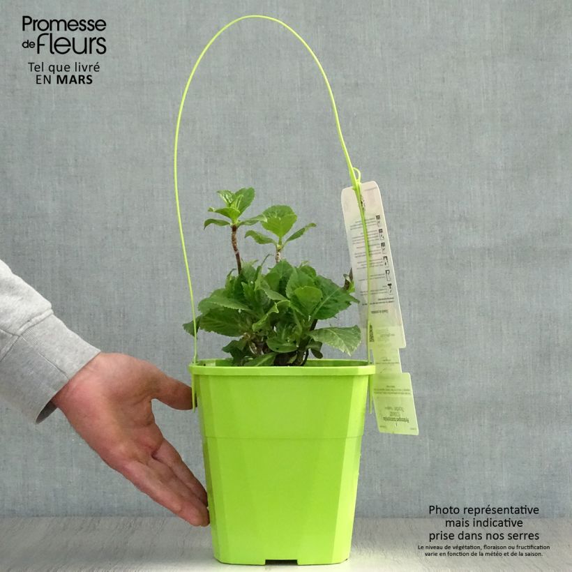 Hortensia macrophylla You and Me Together - Hydrangea Maceta 3L/4L Ejemplar entregado en la primavera