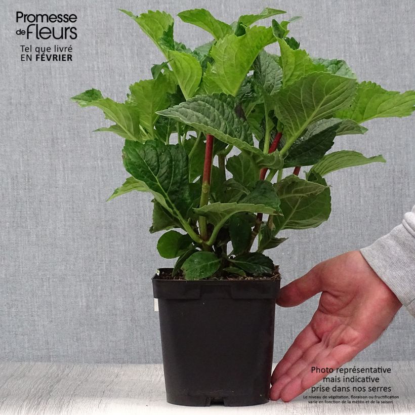 Ejemplar de Hortensia macrophylla Zorro Azul- Hydrangea Maceta 2L/3L entregado en otoño