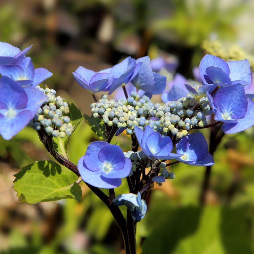 Hortensia macrophylla Zorro Azul- Hydrangea (Floración)