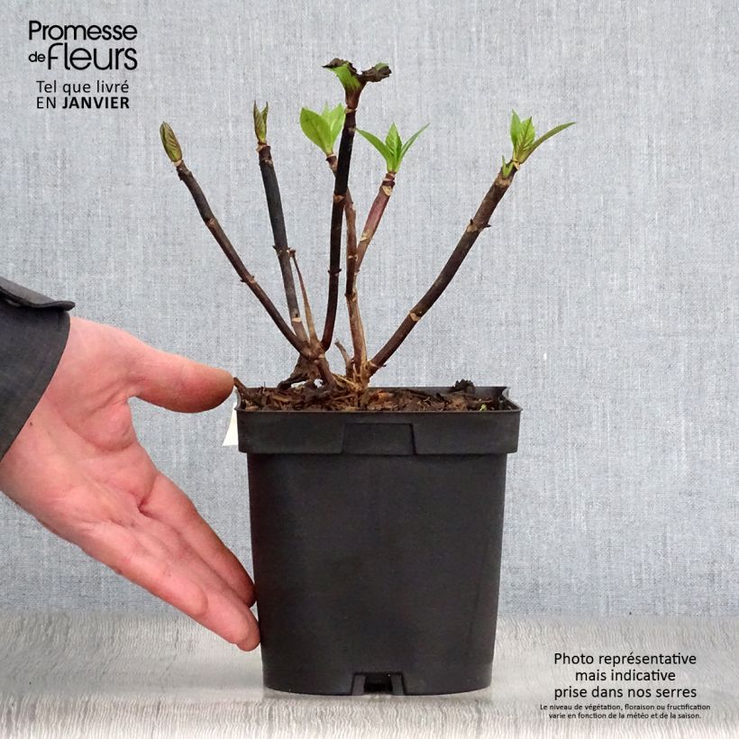 Hortensia macrophylla Zorro Rosa - Hydrangea Maceta 2L/3L Ejemplar entregado en invierno