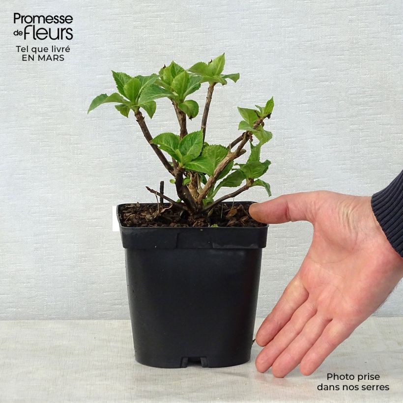 Hortensia macrophylla Zorro Rosa - Hydrangea Maceta 2L/3L Ejemplar entregado en la primavera