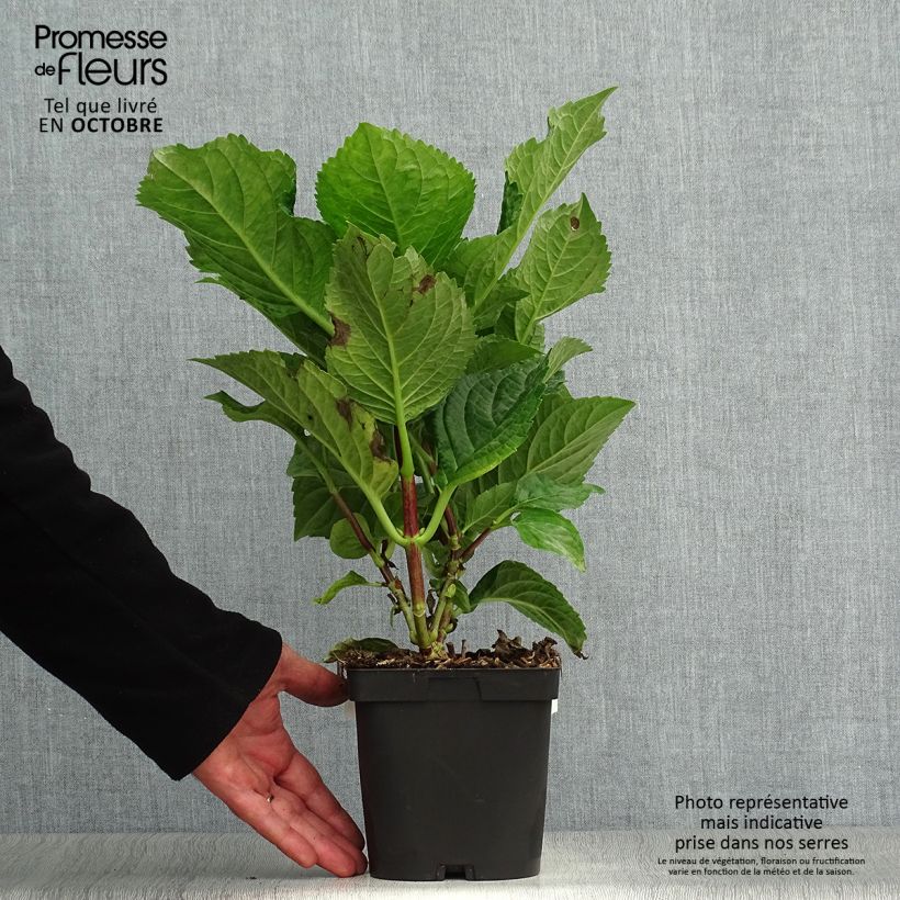 Ejemplar de Hortensia macrophylla Zorro Rosa - Hydrangea Maceta 2L/3L entregado en otoño