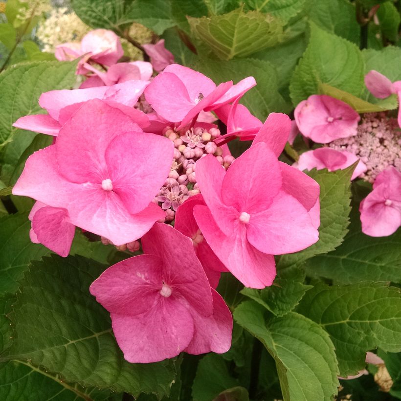 Hortensia macrophylla Zorro Rosa - Hydrangea (Floración)