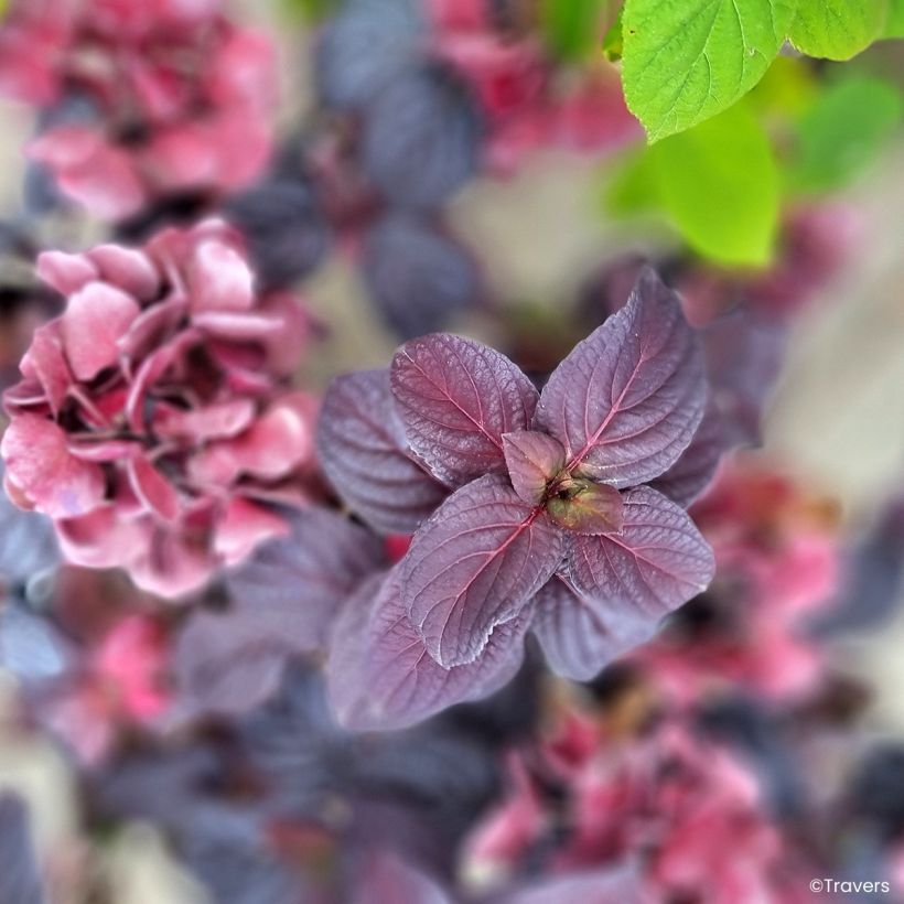 Hydrangea Black Velvet Darbi - Hortensia  (Follaje)
