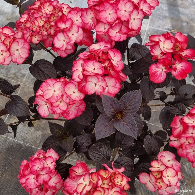 Hydrangea Black Velvet Darbi - Hortensia  (Floración)