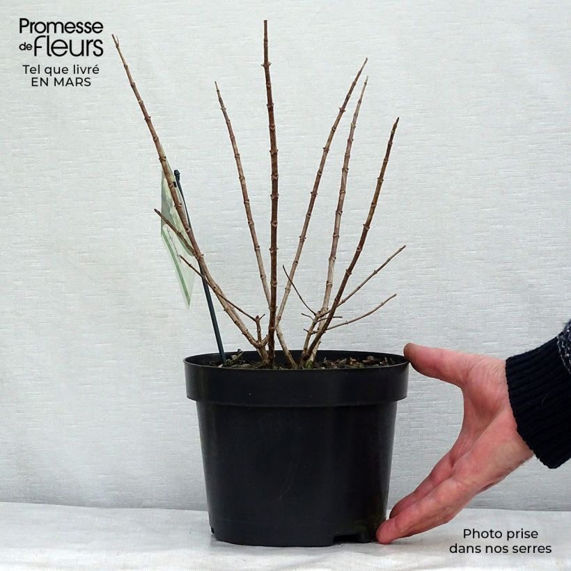 Hortensia paniculata Bobo - Hydrangea paniculata Maceta 3L/4L Ejemplar entregado en invierno