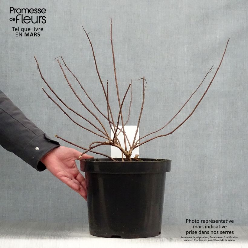 Hortensia paniculata Diamant Rouge - Hydrangea paniculata Maceta 7,5L/10L, Formación arbustiva Ejemplar entregado en la primavera