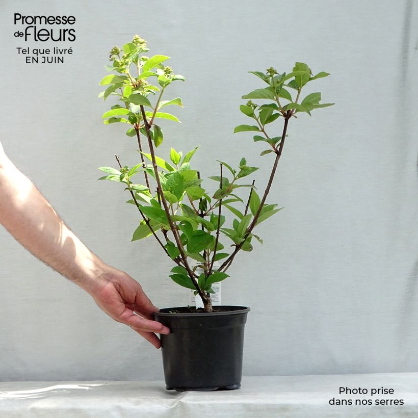 Ejemplar de Hortensia paniculata Early Sensation - Hydrangea paniculata Maceta 3L/4L entregado en verano
