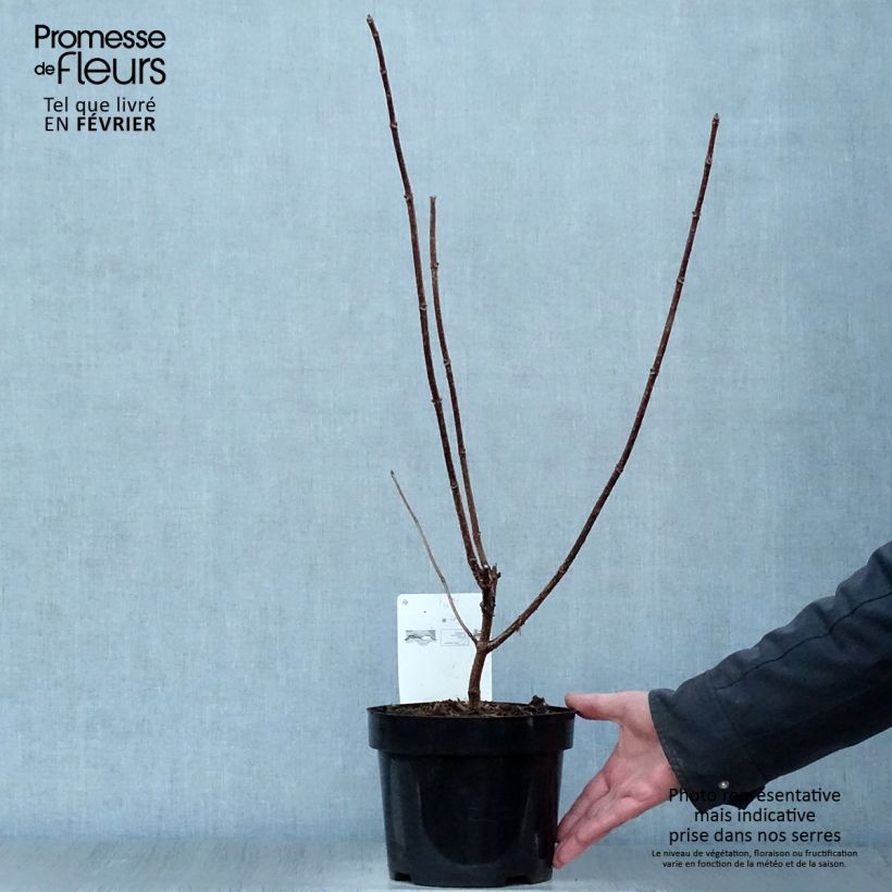 Hortensia paniculata Early Sensation - Hydrangea paniculata Maceta 3L/4L Ejemplar entregado en invierno