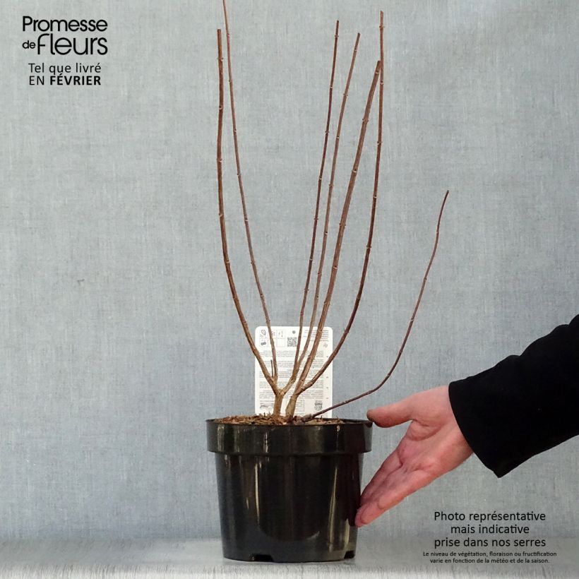 Hortensia paniculata Fraise Melba - Hydrangea Maceta 3L/4L Ejemplar entregado en invierno