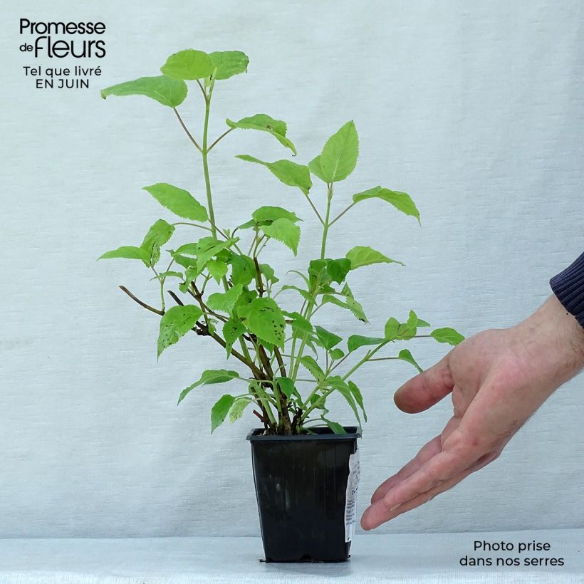 Ejemplar de Hortensia paniculata Grandiflora - Hydrangea Maceta de 8/9 cm entregado en verano