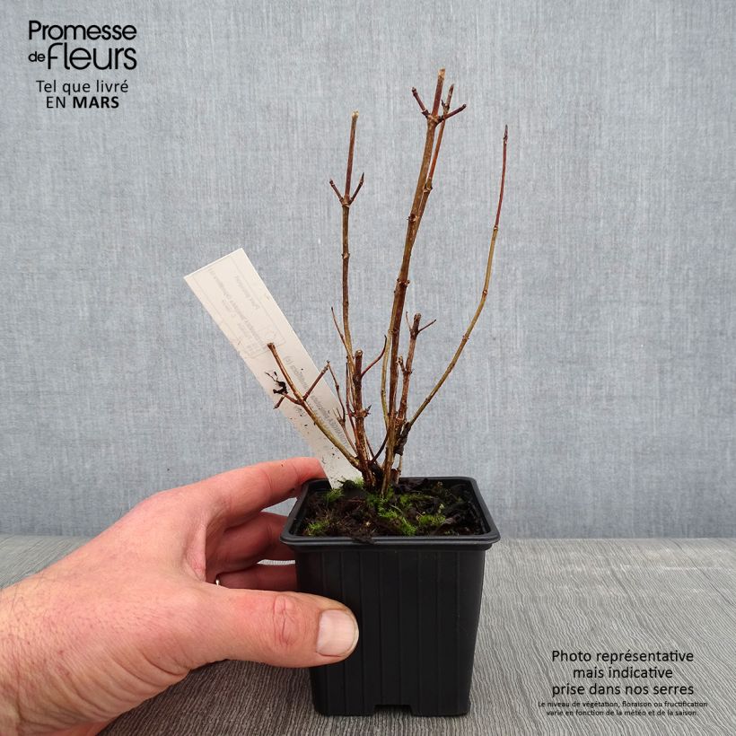 Hortensia paniculata Grandiflora - Hydrangea Maceta de 8/9 cm Ejemplar entregado en invierno