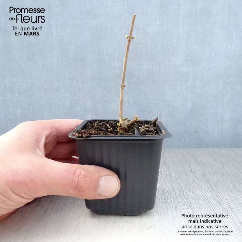 Hortensia paniculata Grandiflora - Hydrangea Maceta de 8/9 cm Ejemplar entregado en la primavera