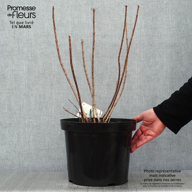 Hortensia paniculata Great Star Le Vasterival - Hydrangea Maceta 7,5L/10L Ejemplar entregado en invierno