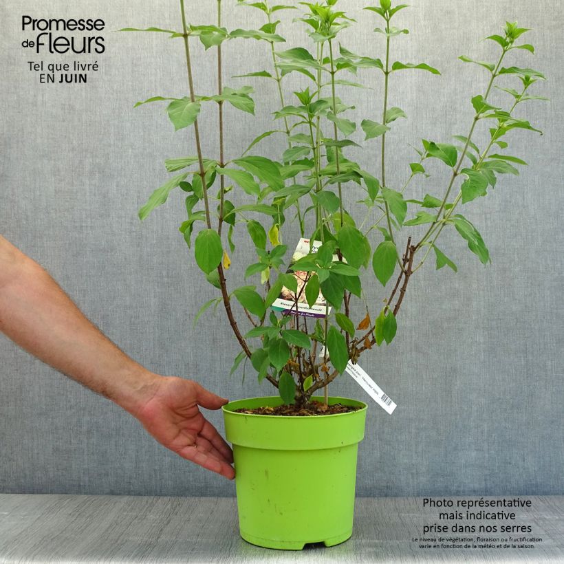 Ejemplar de Hortensia paniculata Hercules - Hydrangea Maceta 3L/4L entregado en verano