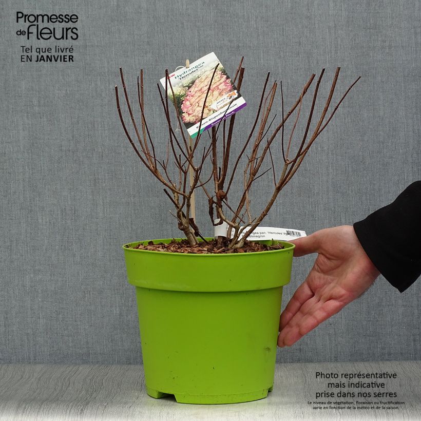 Hortensia paniculata Hercules - Hydrangea Maceta 3L/4L Ejemplar entregado en invierno