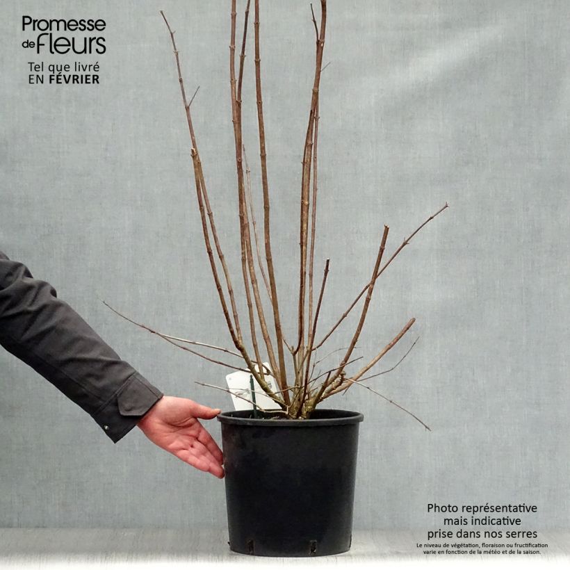 Hortensia paniculata Kyushu - Hydrangea Maceta 7,5L/10L Ejemplar entregado en invierno