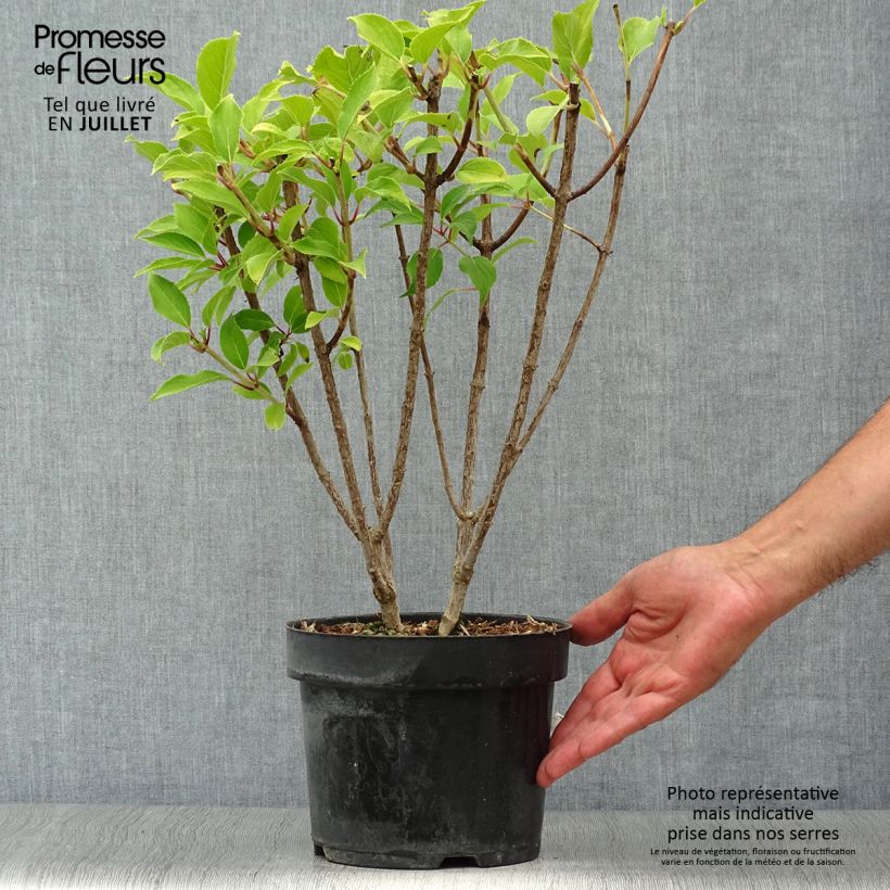Ejemplar de Hortensia paniculata Kyushu - Hydrangea Maceta 3L/4L entregado en verano