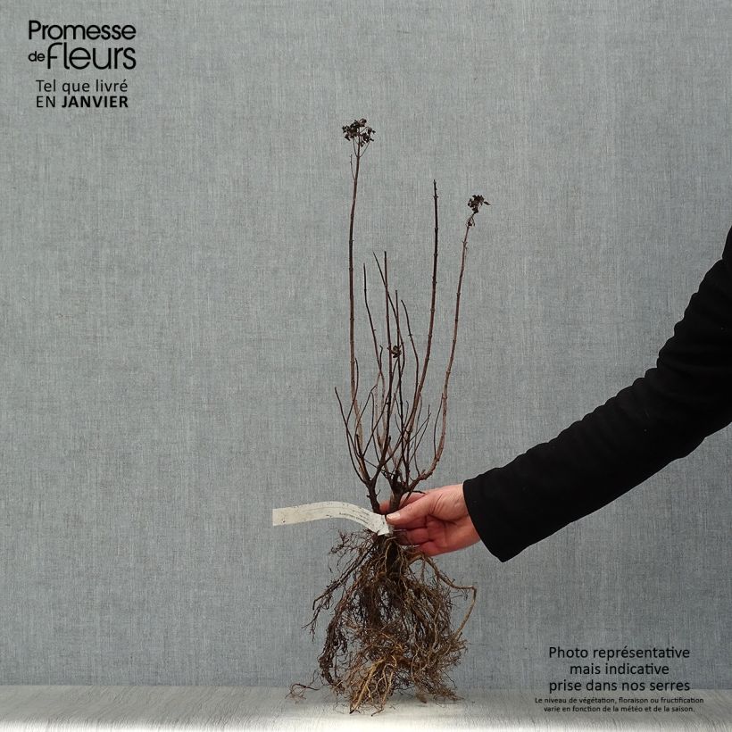 Hortensia paniculata Limelight - Hydrangea paniculata Raíces desnudas Ejemplar entregado en invierno