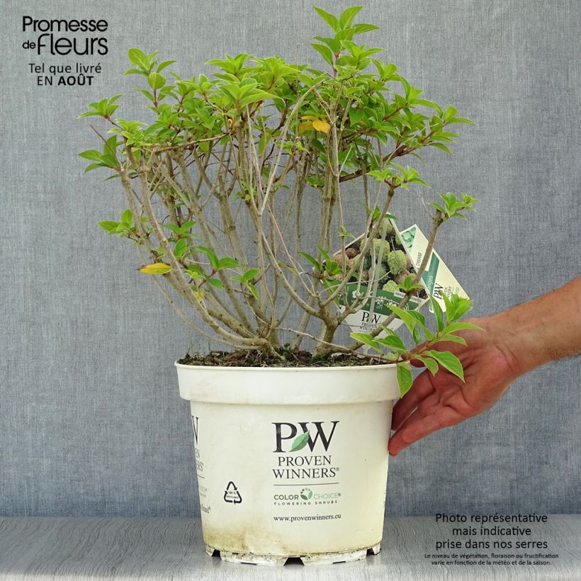 Ejemplar de Hortensia paniculata Little Lime - Hydrangea Maceta 7,5L/10L entregado en verano