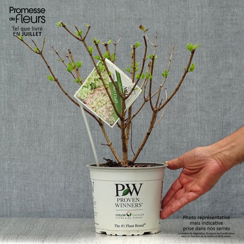 Ejemplar de Hortensia paniculata Little Lime - Hydrangea Maceta 3L/4L entregado en verano