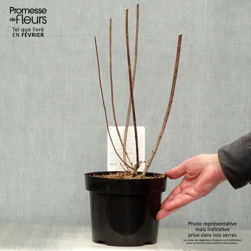 Hortensia paniculata Mega Mindy - Hydrangea paniculata Maceta 2L/3L Ejemplar entregado en invierno