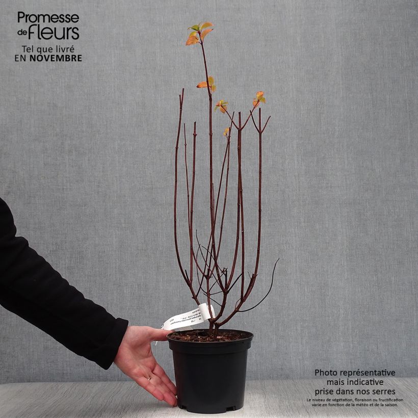 Ejemplar de Hortensia paniculata Pastelgreen - Hydrangea paniculata Maceta 3L/4L entregado en otoño