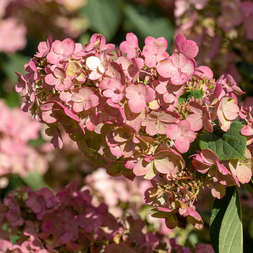 Hortensia paniculata Pink Diamond - Hydrangea paniculata (Floración)