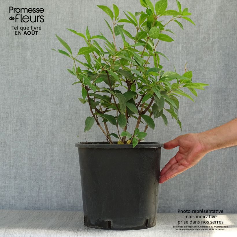 Ejemplar de Hortensia paniculata Pinky Winky - Hydrangea paniculata Maceta 12L/15L entregado en verano