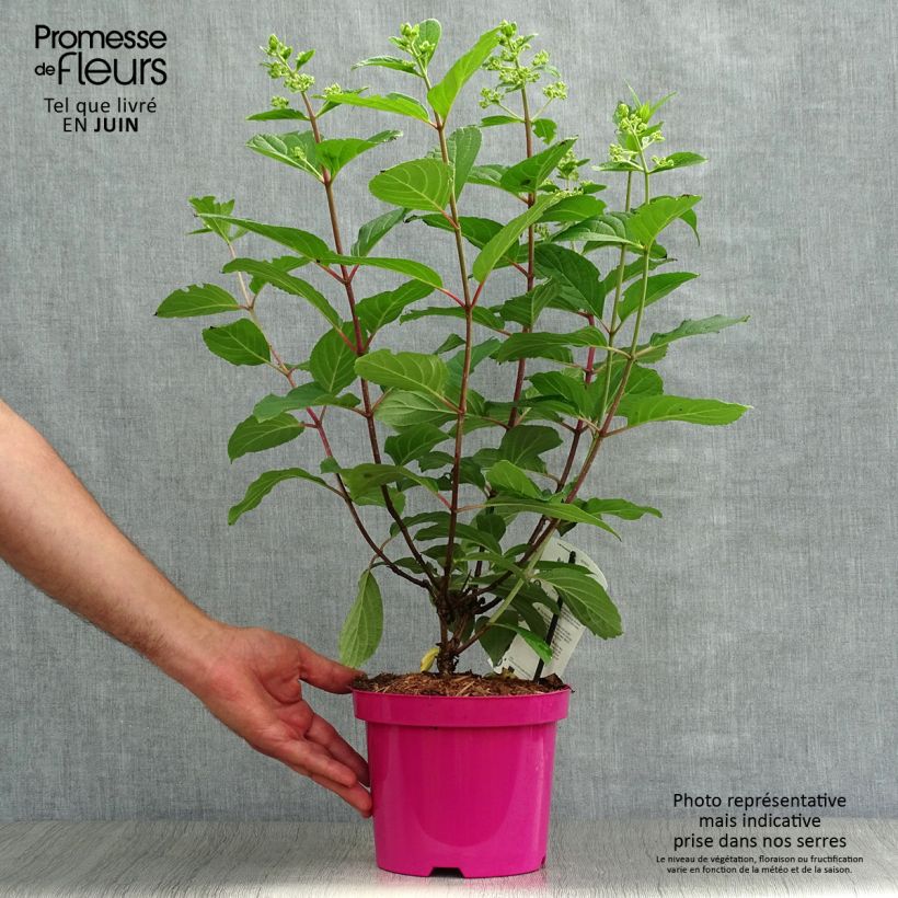 Ejemplar de Hortensia paniculata Pinky Winky - Hydrangea paniculata Maceta 3L/4L entregado en verano