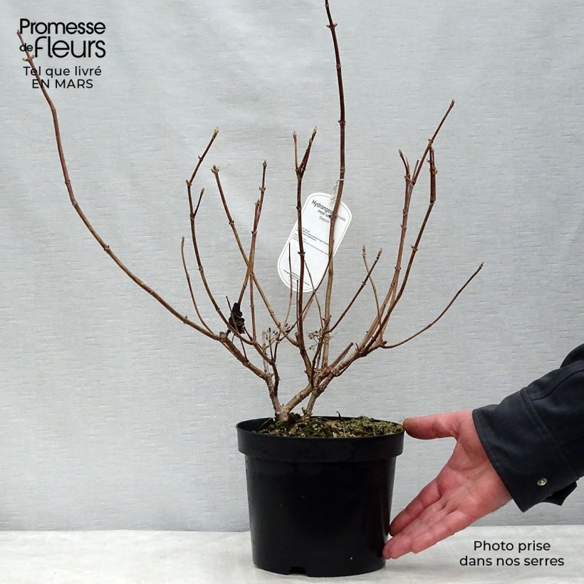 Hortensia paniculata Prim White - Hydrangea paniculata Maceta 2L/3L Ejemplar entregado en invierno