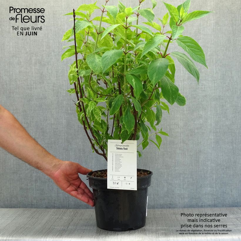 Ejemplar de Hortensia paniculata Shikoku Flash - Hydrangea paniculata Maceta 3L/4L entregado en verano