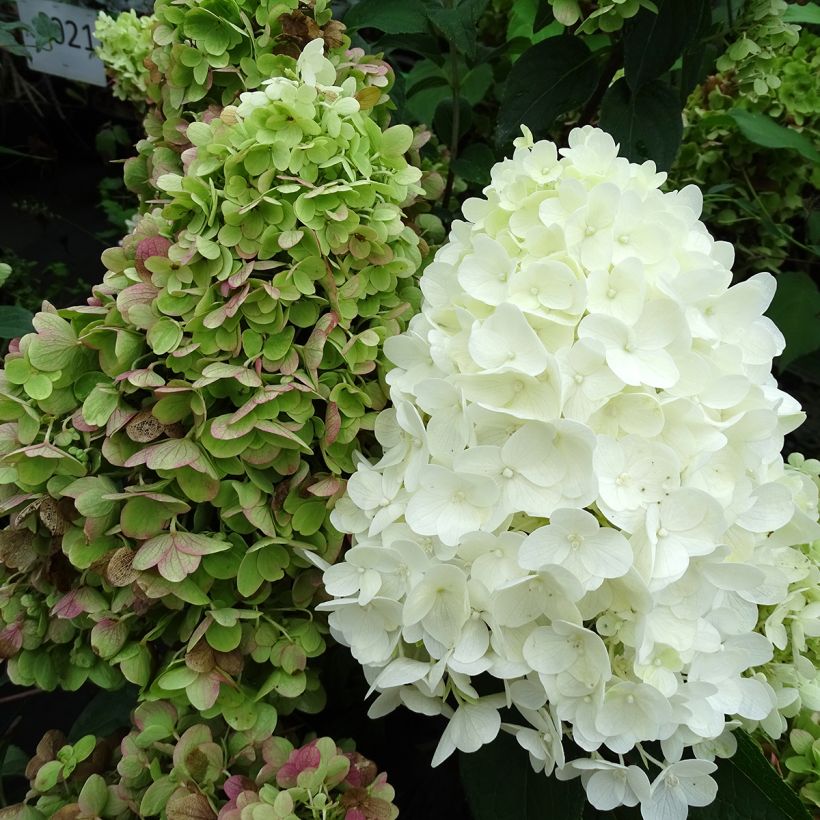 Hortensia paniculata Silver Dollar - Hydrangea paniculata (Floración)