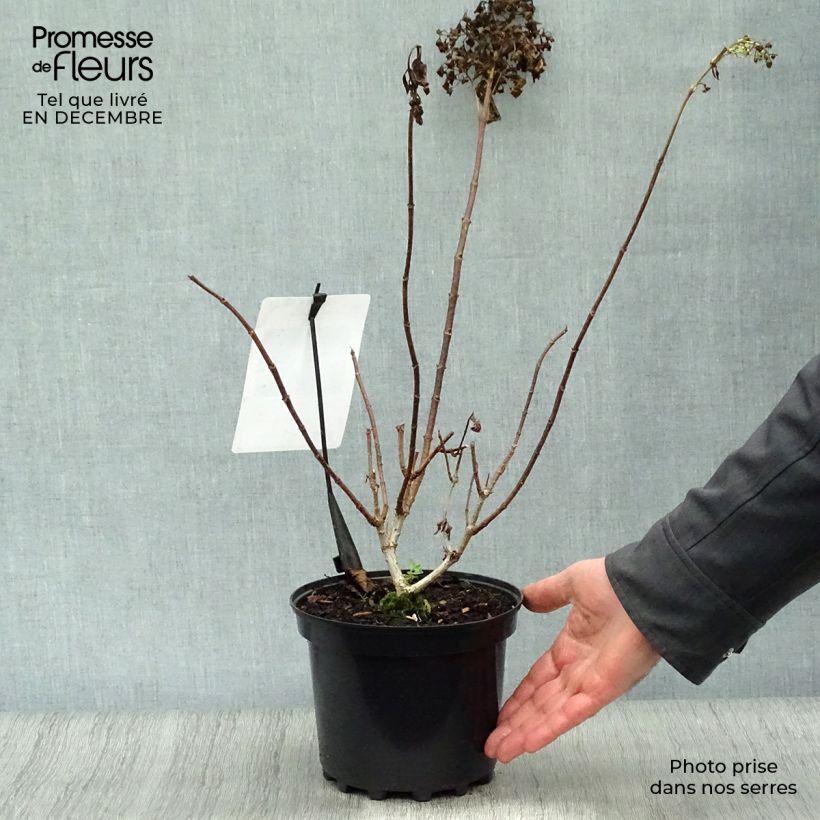 Hortensia paniculata Silver Dollar - Hydrangea paniculata Maceta 3L/4L Ejemplar entregado en invierno