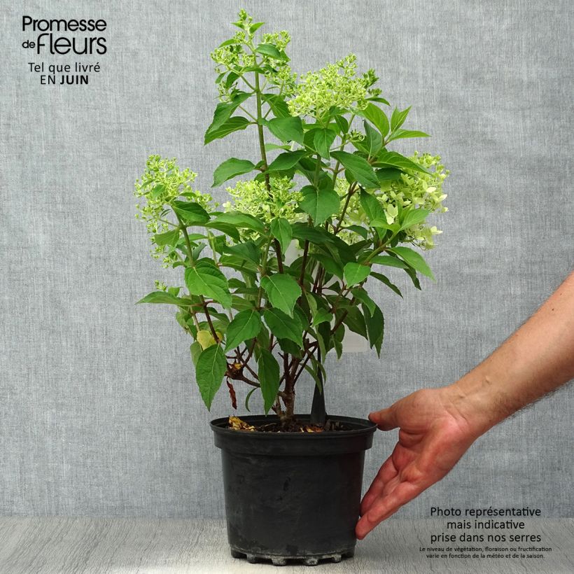 Ejemplar de Hortensia paniculata Silver Dollar - Hydrangea paniculata Maceta 3L/4L entregado en verano