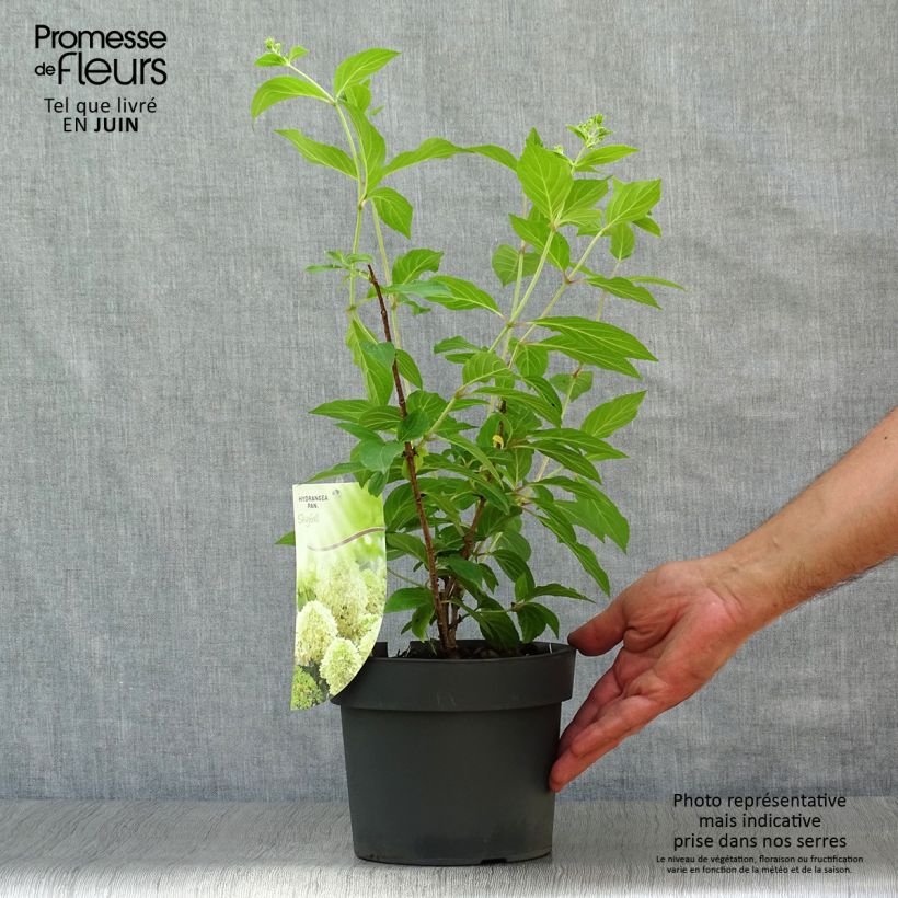 Ejemplar de Hortensia paniculata Skyfall - Hydrangea paniculata Maceta 3L/4L entregado en verano