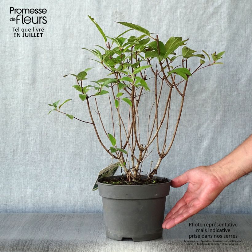 Ejemplar de Hortensia paniculata Unique - Hydrangea Maceta 2L/3L entregado en verano