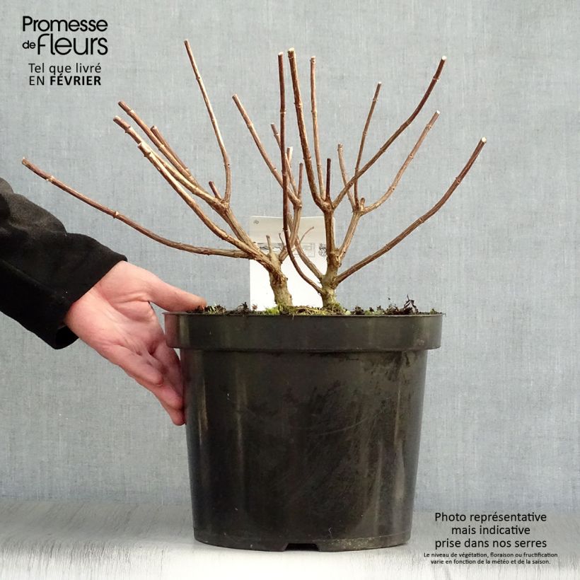 Hortensia paniculata Vanille Fraise - Hydrangea Maceta 7,5L/10L Ejemplar entregado en invierno