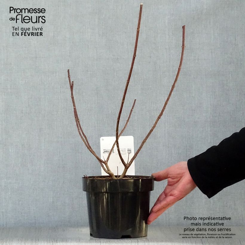 Hortensia paniculata Vanille Fraise - Hydrangea Maceta 2L/3L Ejemplar entregado en invierno