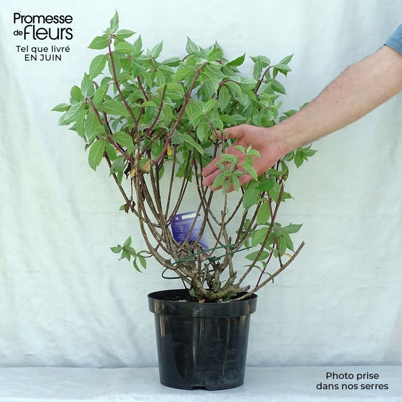 Ejemplar de Hortensia paniculata Vanille Fraise - Hydrangea Maceta 7,5L/10L entregado en verano