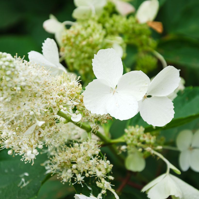 Hortensia paniculata White Moth - Hydrangea paniculata (Floración)