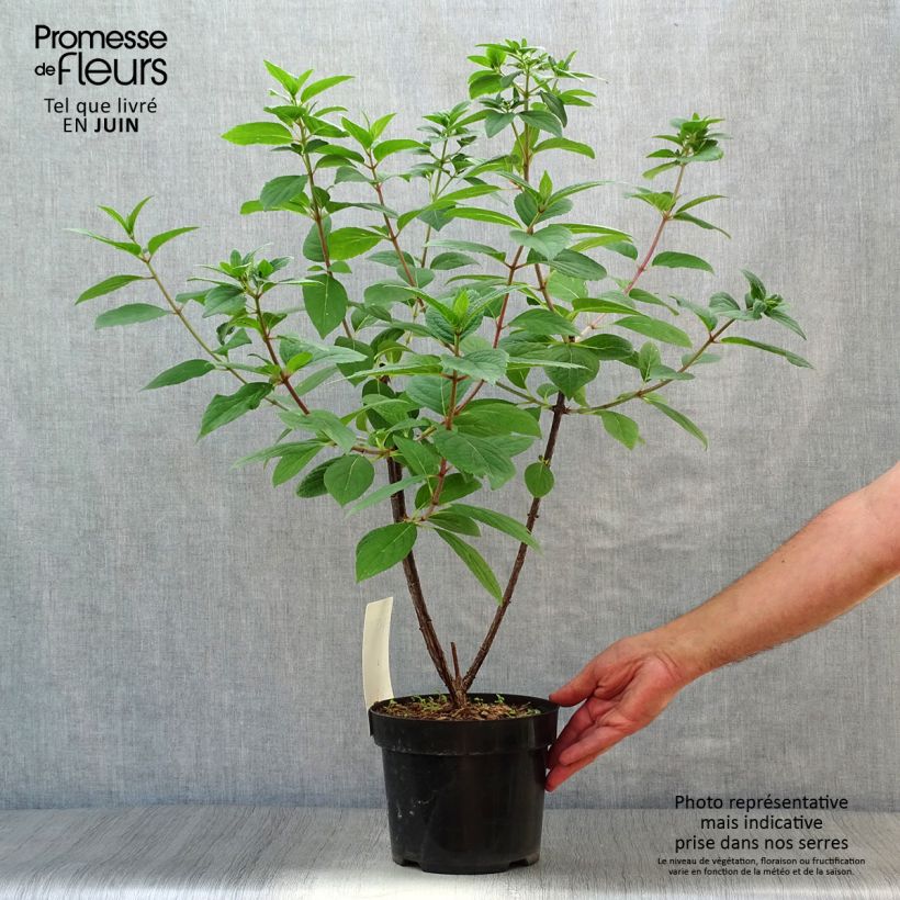 Ejemplar de Hortensia paniculata Wim's Red - Hydrangea paniculata Maceta 3L/4L entregado en verano